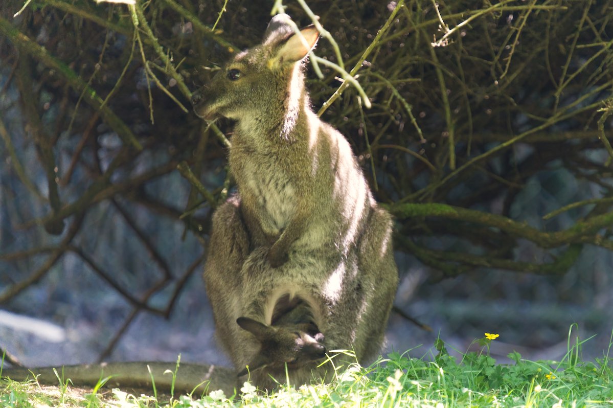 Wallaby 0709